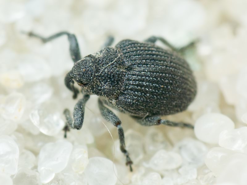 Ceutorhynchus puncticollis Boheman, 1845